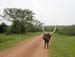 Uganda cow