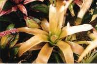achmea_blanchetiana.jpg (36845 bytes)