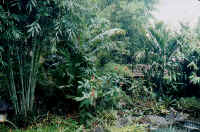 bamboo_d.jpg (39420 bytes)