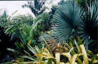 bismarkia_d.jpg (37928 bytes)