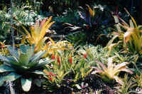 blanchetiana_imperalis.jpg (40358 bytes)