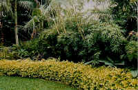 bottom_hedge.jpg (38386 bytes)