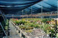 bromeliad1_shadehouse.jpg (39024 bytes)
