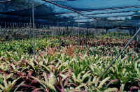 bromeliad_shadehouse.jpg (43558 bytes)
