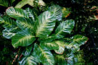 calathea.jpg (36356 bytes)