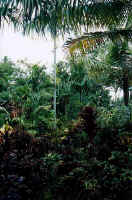 cordyline_garden2_d.jpg (37055 bytes)