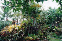 cordyline_garden_d.jpg (42135 bytes)