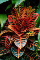 croton_1.jpg (38974 bytes)