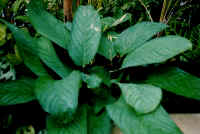 ctenanthe_1.jpg (26760 bytes)