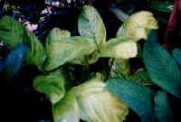 ctenanthe_2.jpg (24608 bytes)