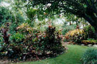 frangipanni_cordylines_d.jpg (43295 bytes)