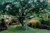 frangipanni_flowers_d.jpg (42479 bytes)