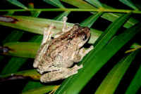 frog1.jpg (26198 bytes)
