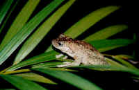 frog2.jpg (21776 bytes)