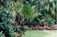 front_garden_dk.jpg (45591 bytes)