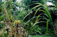 garden_dennis.jpg (43739 bytes)