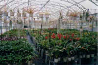 guzmannia_shadehouse.jpg (34454 bytes)