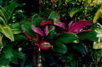 hawaiian_rose.jpg (34892 bytes)