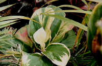 hawaiian_rose.jpg (23214 bytes)
