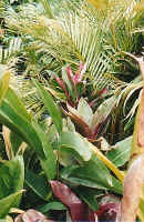 heliconia_cordylines.JPG (170193 bytes)