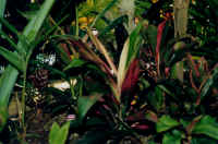 hilo_rainbow.jpg (35756 bytes)
