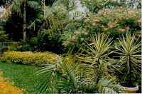 lawn_hedge.jpg (39657 bytes)