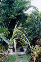 pathway_d.jpg (41999 bytes)