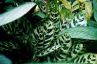 peacock_plant.jpg (33690 bytes)