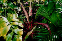 pink_ribbon.jpg (40886 bytes)