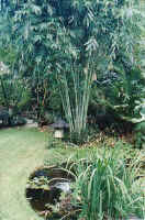 pond_bamboo_d.jpg (40656 bytes)