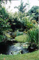 pond_d.jpg (40356 bytes)