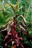 roosters_tail_aust.jpg (165484 bytes)