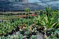 shadehouse_with_ferns.jpg (45181 bytes)