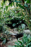 shady_pond_d.jpg (42646 bytes)
