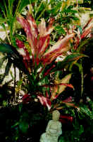 strawberry_pzrfait.jpg (48765 bytes)