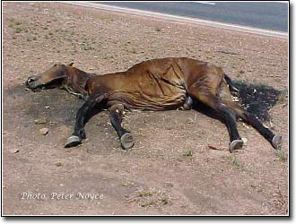 Dead horse