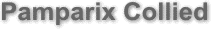 Pamparix Collied