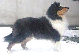 Diesel 4,5 months old