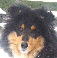 Diesel 4,5 months old