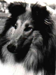 Pamparix Frolley 