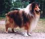 EST CH FINN ARROW GOLDEN DUFFY