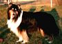 LAIRDHOLM&nbsp; BILLY