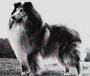 GB & Aust Ch Corydon Handsome Hero 