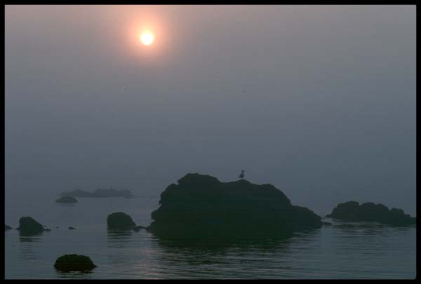 lovis_cove1.JPG (13174 bytes)