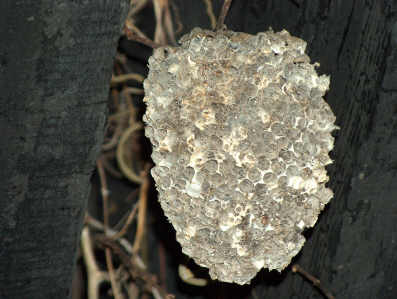 giant wasp nest