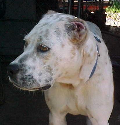 how many years do dogs live how do great danes live breeds picture how many years do dogs live how do great danes live breeds picture