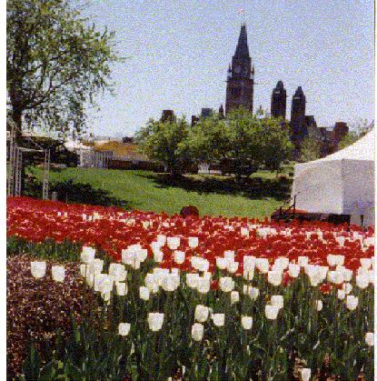 This is a picture of tulips on Parliament Hill in Ottawa