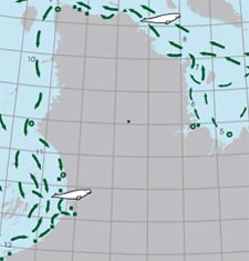 Beluga Spring Migration