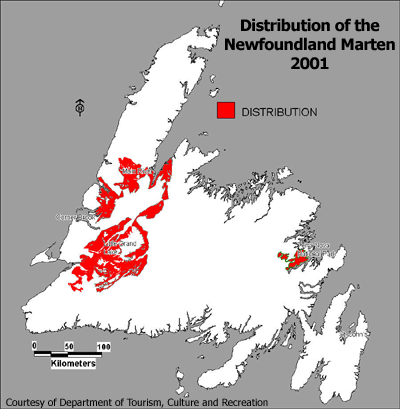 Newfoundland pine marten Alchetron, the free social encyclopedia