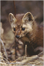 pine marten newfoundland